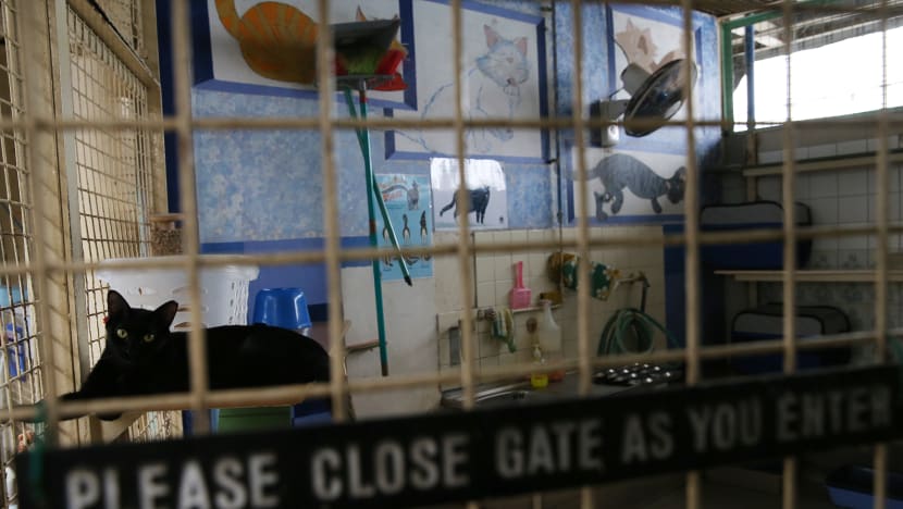 Pet abandonment generally rose in past five years, half of cases involving cats: MND