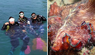 Marine community fears loss of biodiversity hotspot to proposed western island development