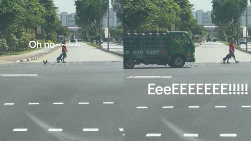 This Video Of A Family Of Chickens Crossing Dunman Road Is The Most Exciting Thing You’ll See All Week