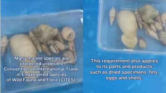 移民局：受保护海洋生物 未经许可不得带入境