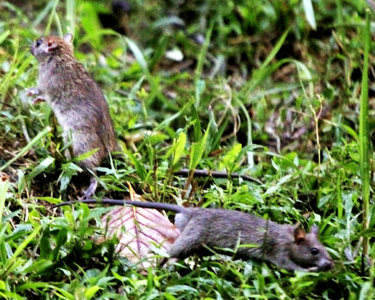 More help given to town councils to address rodent problems