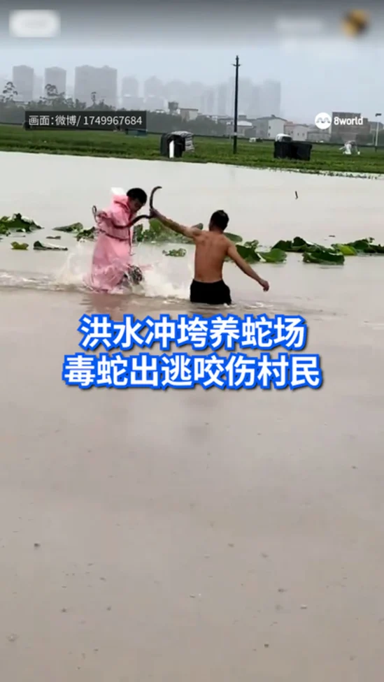 20260708_guangxi flood snake_vod1