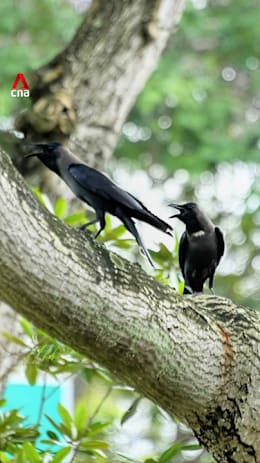 NParks to resume crow shooting second half of March 2026