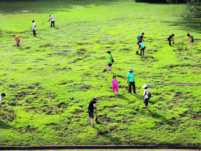 40 wild boars culled: NParks