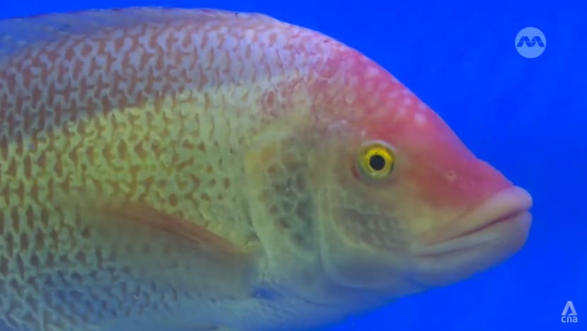 SG mula biak ikan tilapia lebih besar; penuhi permintaan bagi makanan laut tempatan