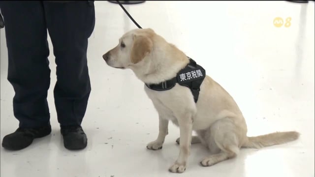 打击非法洗钱 日本成田机场首次部署嗅钞犬