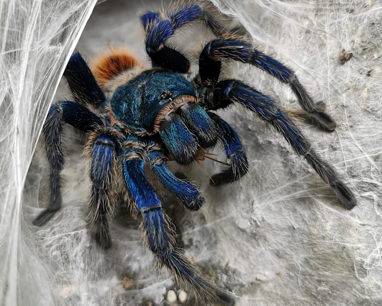 Man charged with keeping 4 tarantulas in Punggol flat, importing 8 others