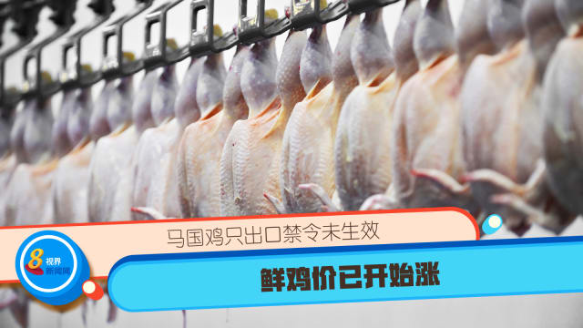 马国鸡只出口禁令未生效 鲜鸡价已开始涨