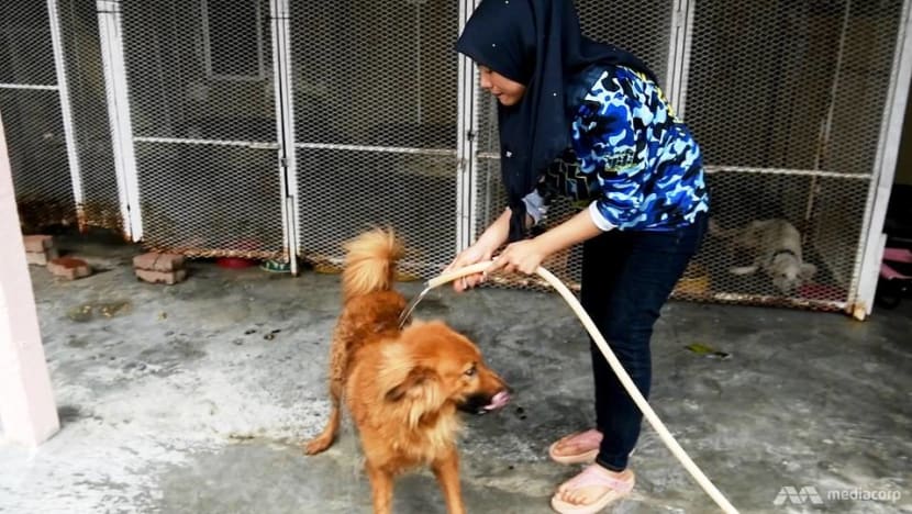 The Malaysian couple fighting social stigma against dogs by rescuing injured animals