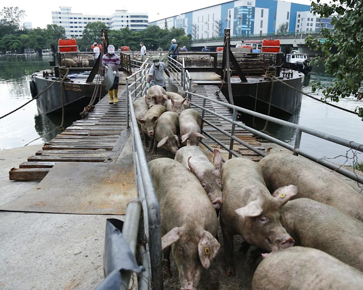 Resumption of live pig exports from Indonesian island could take up to a year: SFA