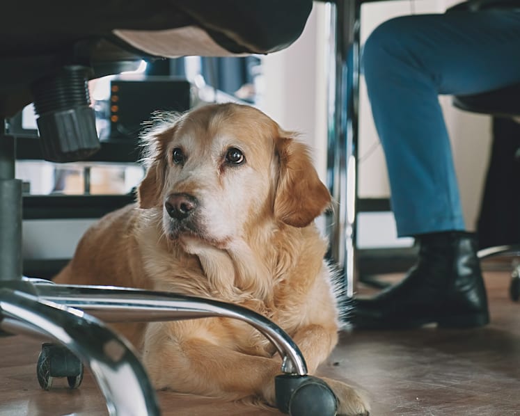 Commentary: I love dogs, but please don’t bring them to the office