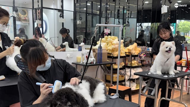 宠物美容年前预约爆满 有业者延长营业时间应对