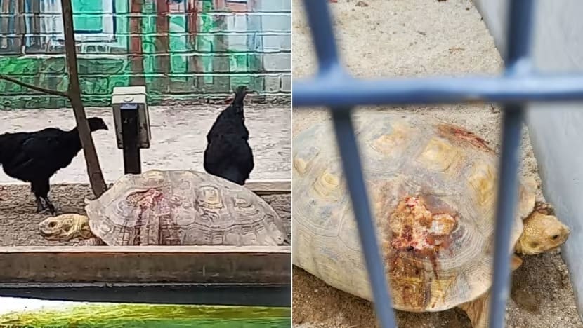 NParks bawa keluar 4 kura-kura dari kebun masyarakat Ang Mo Kio selepas gambar kura-kura cedera tersebar online