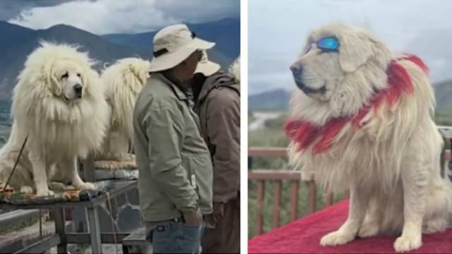 拉布拉多犬假扮藏獒   西藏景区“假藏獒”风波惹热议