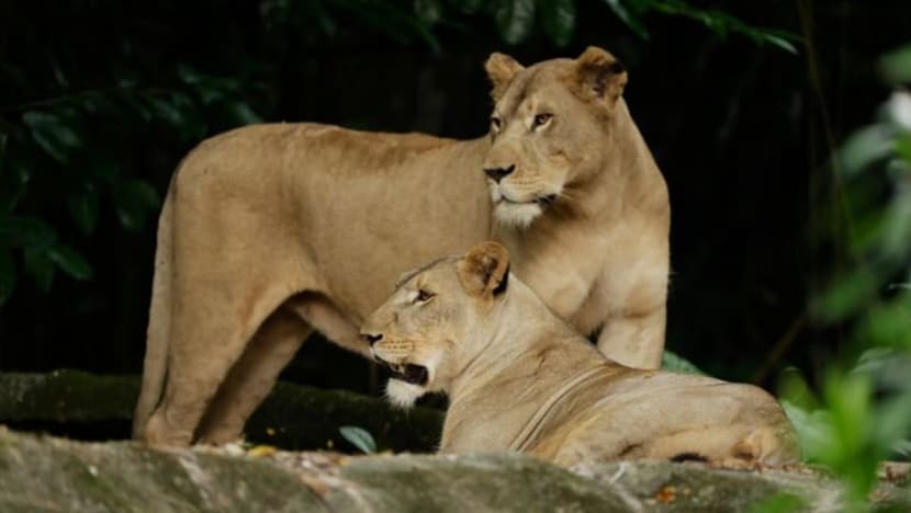 Singa Taman Haiwan S'pura sembuh dari COVID-19; pameran dibuka semula esok