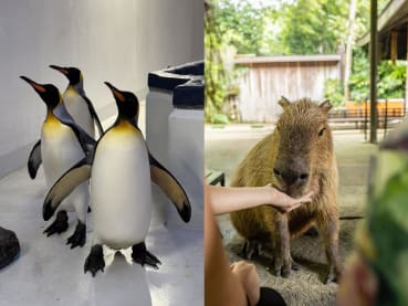 Mandai Wildlife Group celebrates SG60 with new experiences including up-close capybara and penguin encounters in June