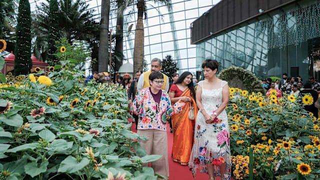 滨海湾花园“恋恋向日葵”展览正式开幕  3000朵向日葵齐绽放