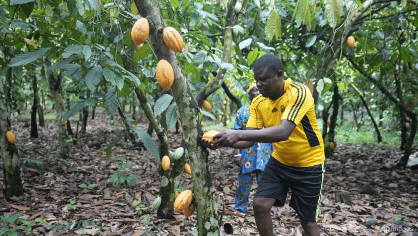 Commentary: Brace for higher chocolate prices, the crisis is inevitable Commentary: Brace for higher chocolate prices, the crisis is inevitable