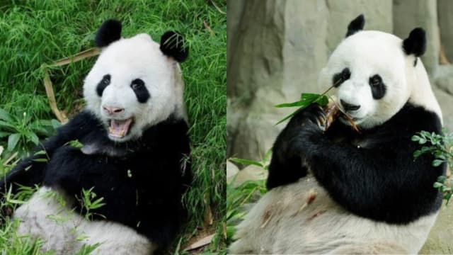 与中方商讨顺利！大熊猫凯凯嘉嘉续留我国多五年再拼宝宝