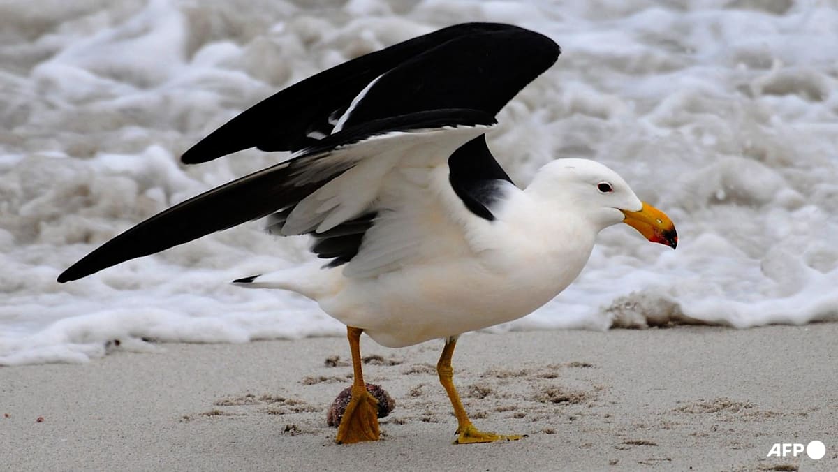 H5 bird flu detected in Australian seabird for first time