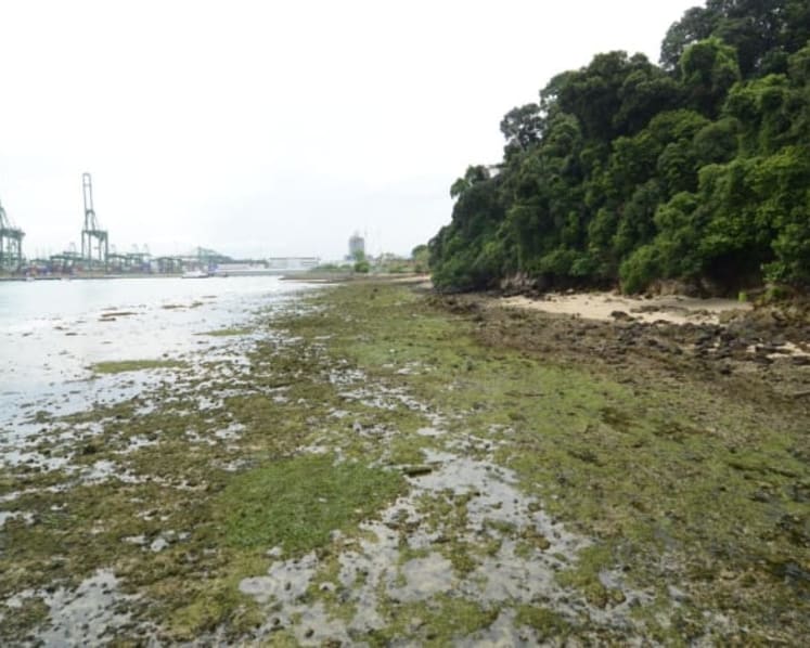 Coastal forest at Labrador Nature Reserve, home to critically endangered species, to be restored