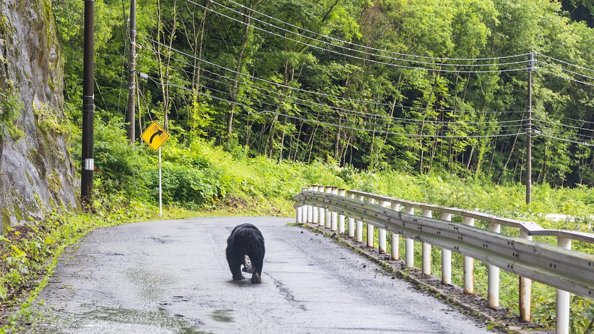 Apparent bear attack kills man in Japan as deaths mount
