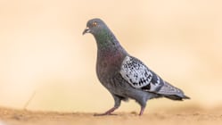 Related article image
