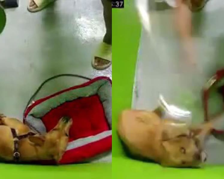AVS investigates case of dog abuse after video of incident at training centre K9 Connection