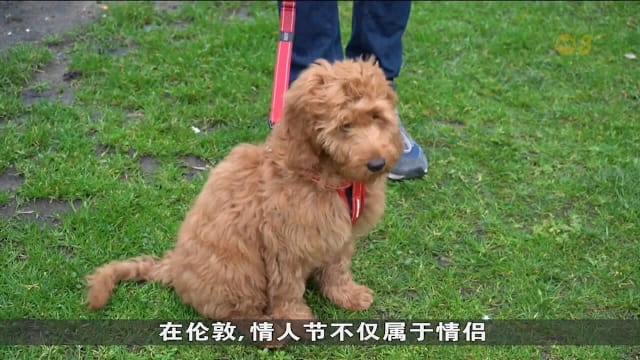 越来越多人将宠物当重要陪伴 英国情人节宠物商品销量翻倍