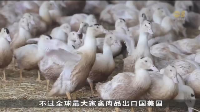 愈多国家重新考虑推进禽类疫苗接种 盼更有效对付禽流感