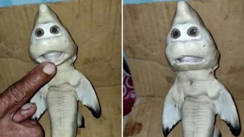 Gambar Pilihan Hari Ini