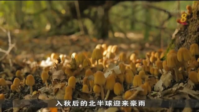 法国瑞士野生菇茂盛生长 吸引不少人到森林采摘