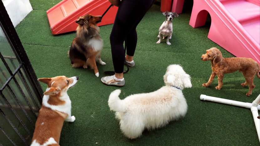 Mandatory reporting of pet deaths by boarders, post-retirement care for breeding dogs among stricter licensing rules