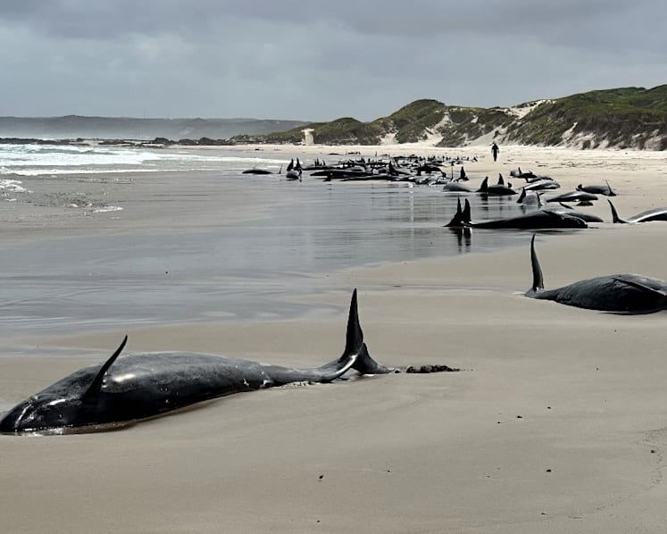 Dozens of dolphins to be euthanised after mass stranding on Australian beach
