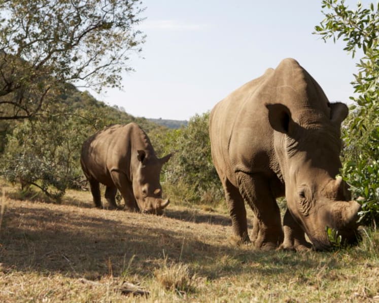 Rhino horn smuggler gets 17 months' jail, the harshest penalty in S'pore for such an offence