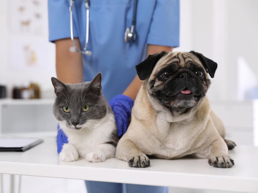 The hidden costs of pet ownership in Singapore, according to vets and 'pawrents' The hidden costs of pet ownership in Singapore, according to vets and 'pawrents'