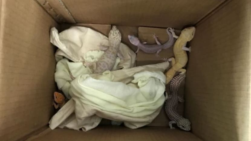 2 Singaporeans caught attempting to smuggle live leopard geckos from Malaysia