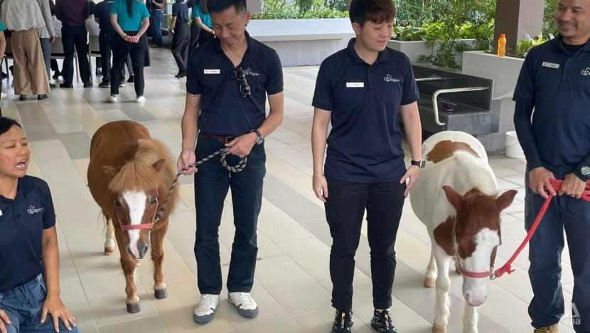 Reining in anxiety: Horse therapy programme launched for 800 seniors in Singapore Reining in anxiety: Horse therapy programme launched for 800 seniors in Singapore