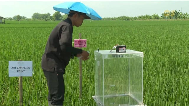 本地机构印尼试种可持续水稻 减少温室气体排放
