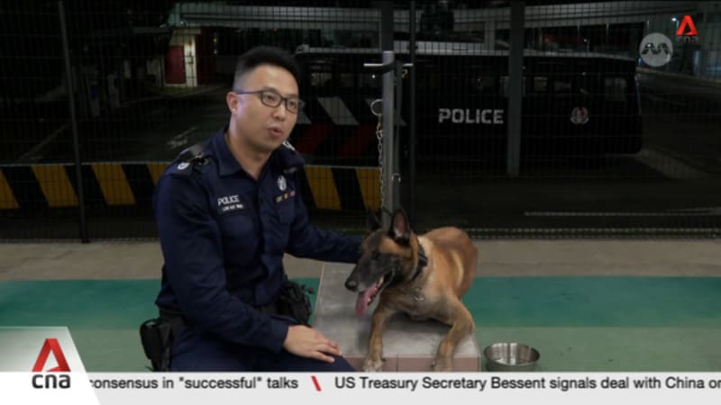 A look into a day of canine and handler as Singapore Police Force K-9 unit marks 70th anniversary A look into a day of canine and handler as Singapore Police Force K-9 unit marks 70th anniversary