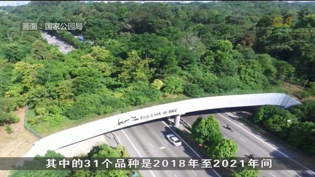 口试练习：武吉知马生态连道将启动下个生态调查