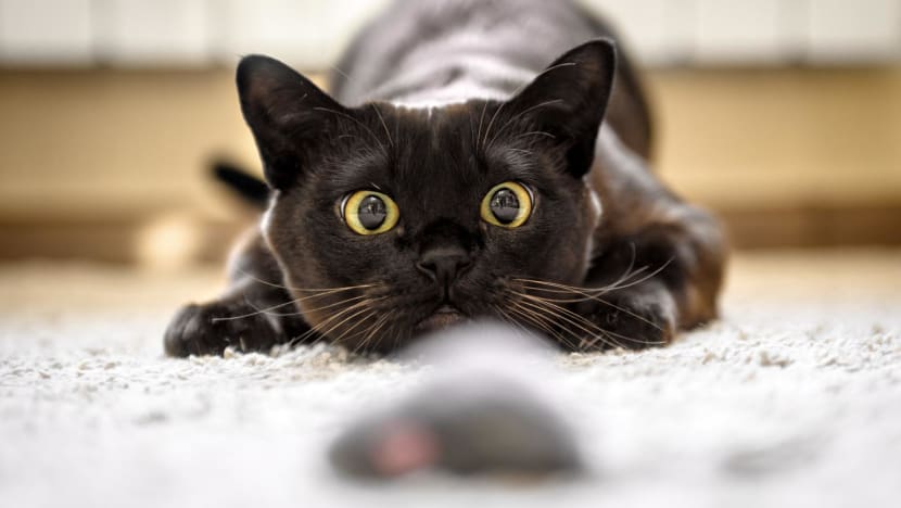 Pawrents! Singkirkan 5 benda berbahaya untuk kucing peliharaan ini dari rumahmu
