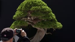 Related article image