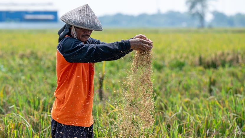 Indonesian President Prabowo’s quest for food security faces challenges Indonesian President Prabowo’s quest for food security faces challenges