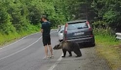 கையில் கைத்தொலைபேசி பின்னால் கரடி... சாலையோரம் பரபரப்பு!