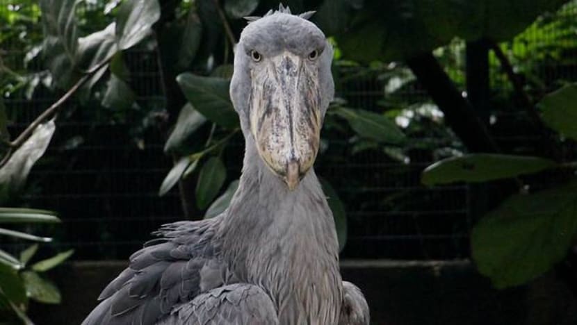 Burung terancam Shoebill ditampilkan sekali lagi di Taman Burung Jurong Burung terancam Shoebill ditampilkan sekali lagi di Taman Burung Jurong