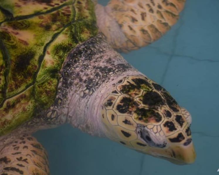 Where to lay my eggs? Endangered hawksbill turtles face shrinking nesting grounds in Melaka