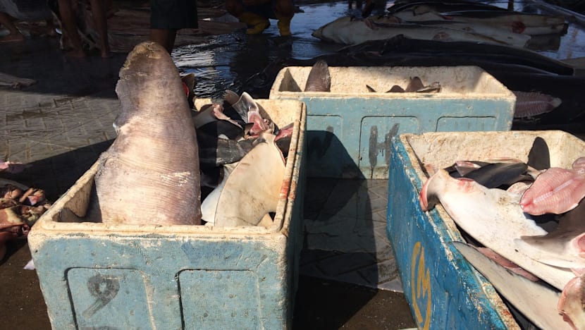 How one S’porean is caring for sharks by caring for fishermen