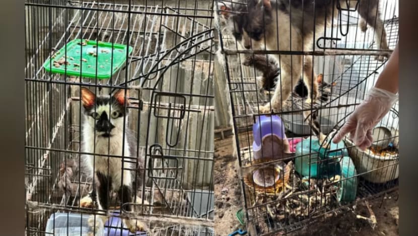 Saki-baki tulang 3 kucing ditemui di rumah sewa, 2 lagi diselamatkan dari sangkar 