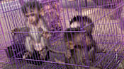Indonesia’s renewed macaque export push pits research demand against conservation concerns